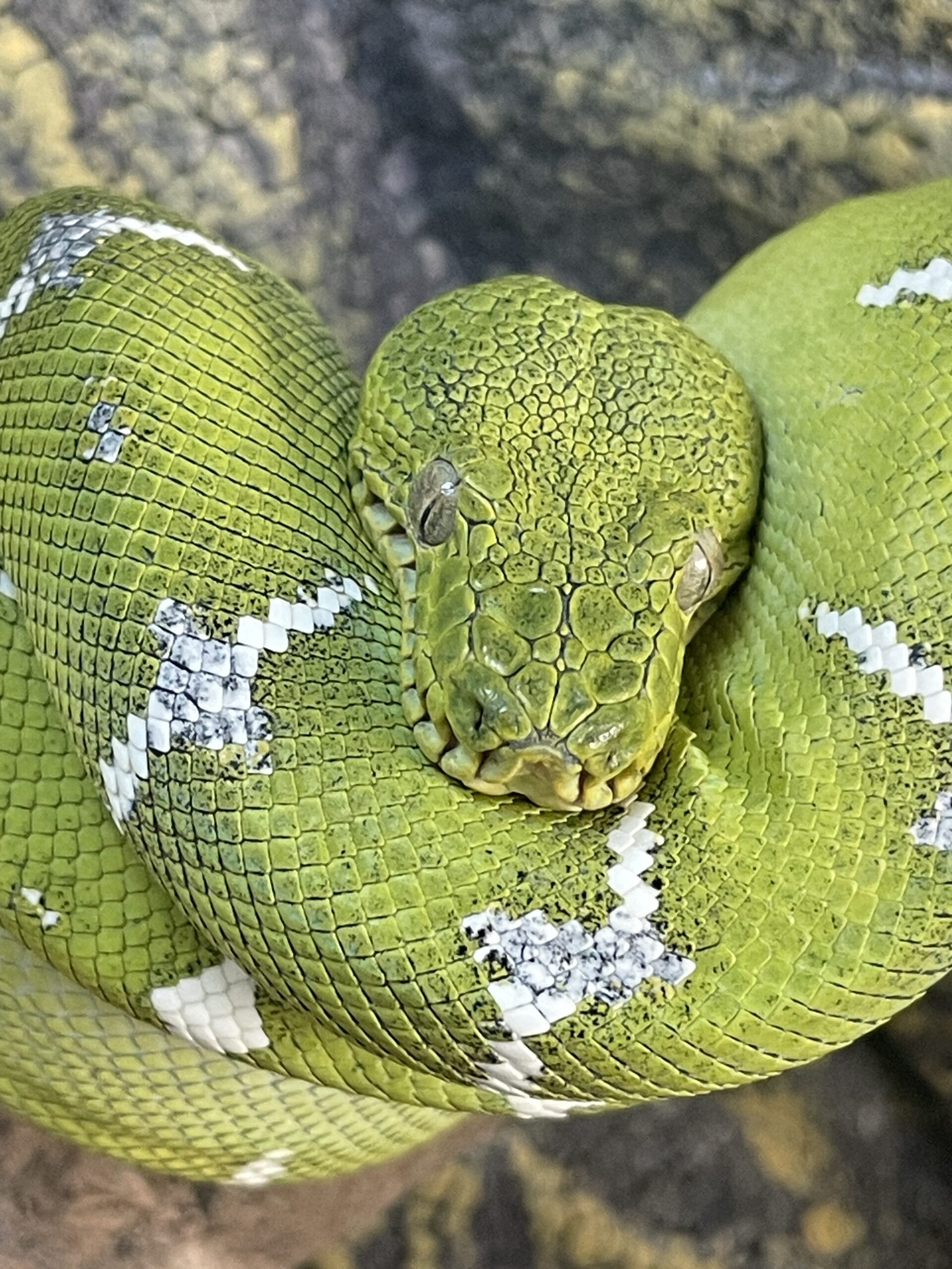 エメラルドツリーボア