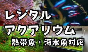 レンタルアクアリウム